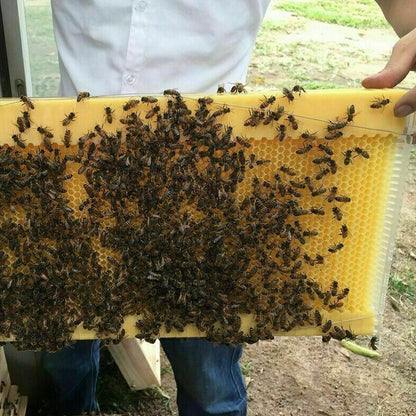 7 Pcs Unassembled Sheets Beehive Wooden Frames Beekeeping Supplies - The Grand Bazaar of Australia