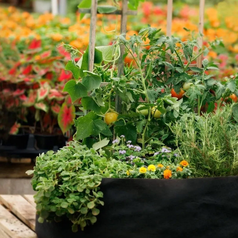 Non-Woven Fabric Reusable and Breathable Growing Planter Pots in 5, 10, and 20 Gallon - The Grand Bazaar of Australia