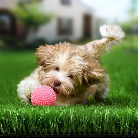 Premium Artificial Grass for a Effortless Yard - The Grand Bazaar of Australia