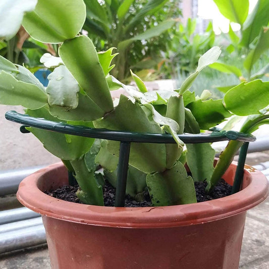 Plastic Plant Support Pile Frame Greenhouse Arrangement Flower Plant Vine Climbing Bracket - The Grand Bazaar of Australia